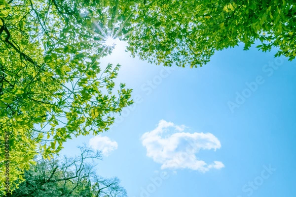 Obraz 新緑から太陽の輝き
