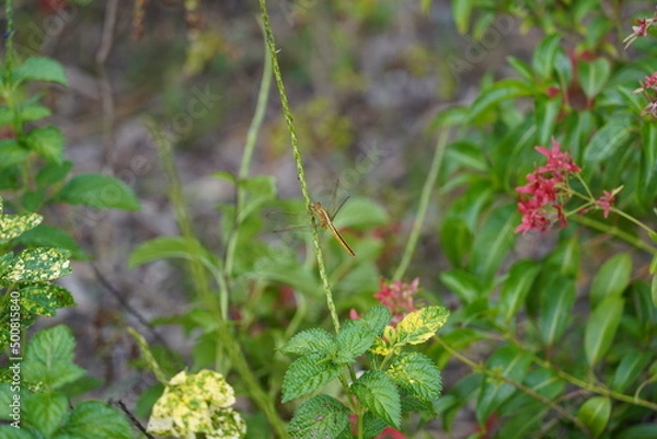Fototapeta dragonfly on the gass