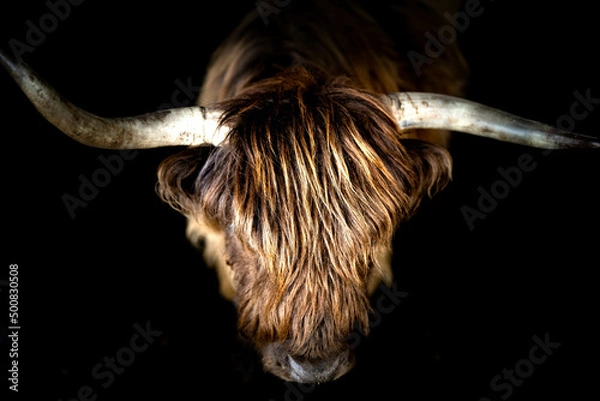 Obraz Vache highland portrait, corne tordue jeu de lumière.
Portrait animal, portait vache 