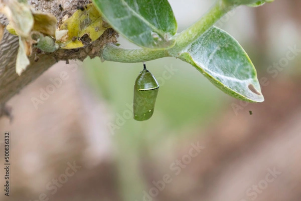 Fototapeta A monarch chrysalis hanging in a tree