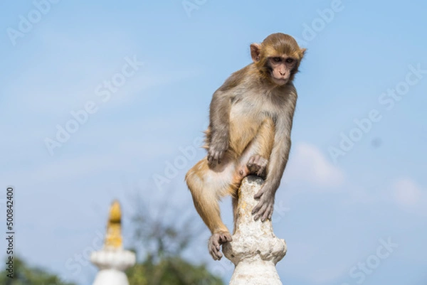 Fototapeta Kathmandu, Nepal- April 20,2022 : Rhesus Macaques monkeys on the ancient stupas of Swayambhunath temple high above Kathmandu.