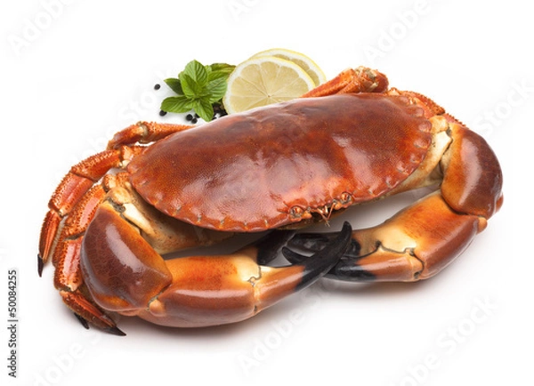 Fototapeta crab
