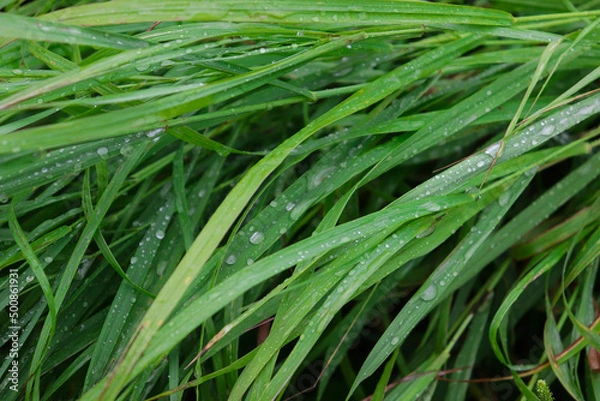 Fototapeta bushes and stacks of green grass lie on the ground in raindrops on a cloudy day