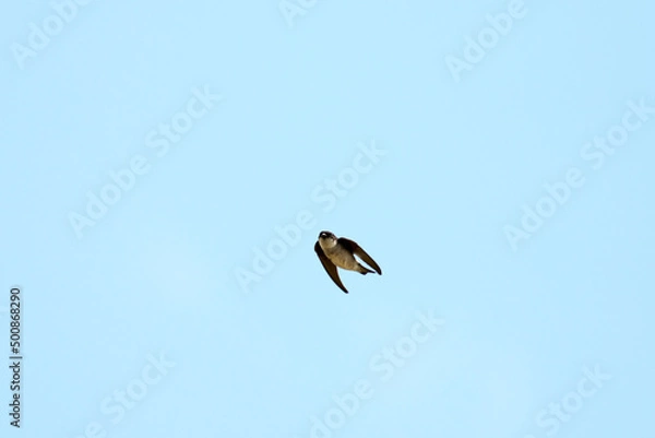 Fototapeta ツバメ