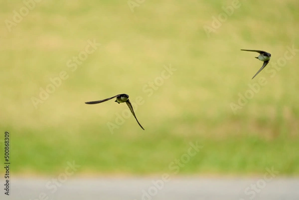 Fototapeta ツバメ