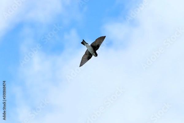 Fototapeta ツバメ