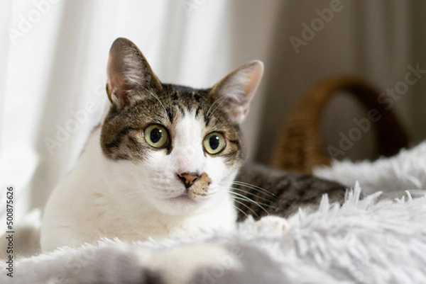 Fototapeta 見つめる猫　キジトラ白