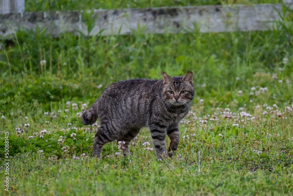 Fototapeta 山から降りてきた野良猫