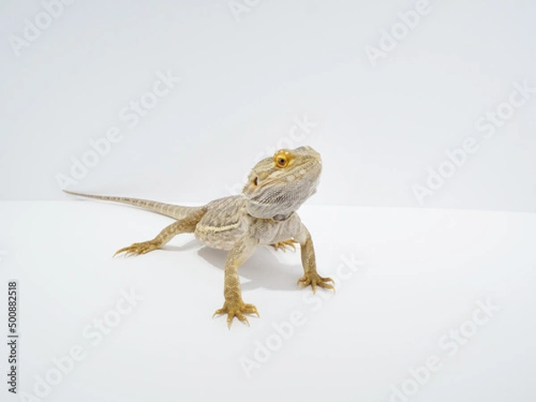Obraz 前脚を伸ばして立つフトアゴヒゲトカゲ