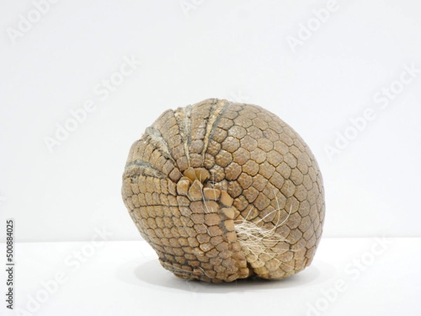 Obraz 横から見た丸まっているミツオビアルマジロ