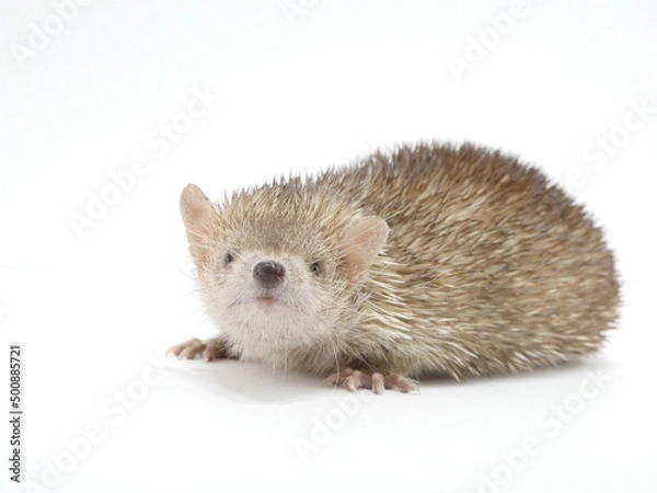 Fototapeta カメラ目線のヒメハリテンレック