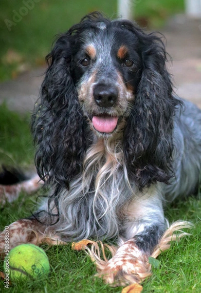 Obraz bernese mountain dog