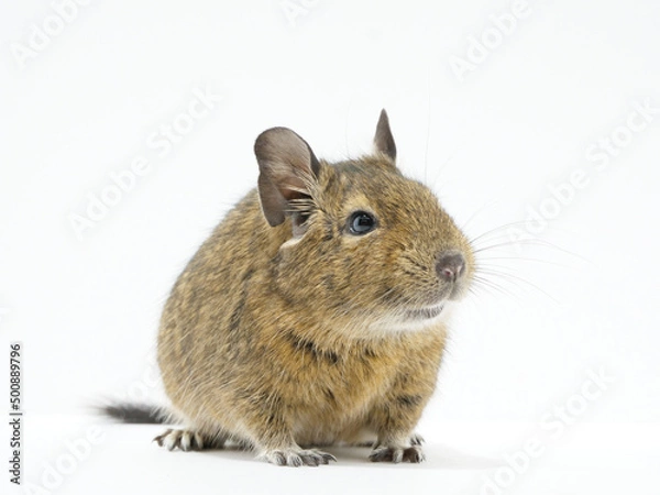 Obraz こげ茶色のデグー