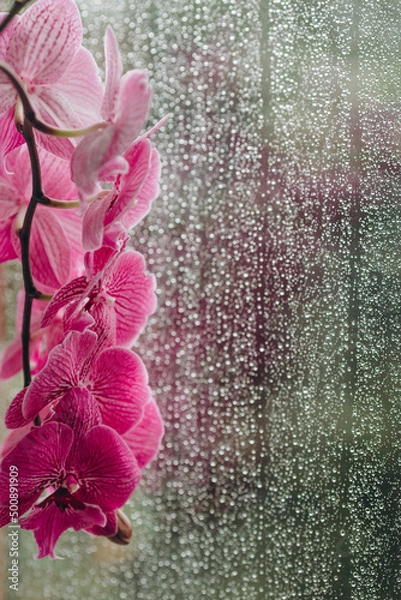 Fototapeta We can see a beautiful flower on the background of a window.