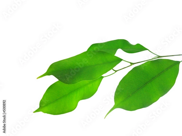 Fototapeta laurel leaf