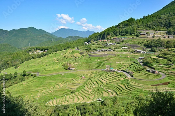 Obraz 丸山千枚田