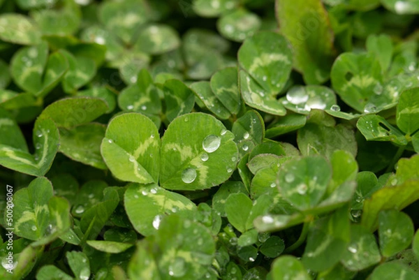 Obraz 雨に濡れるクローバー