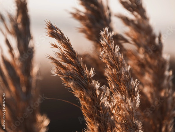 Fototapeta Fluffy golden reeds on sunset sky background against sunlight. Trendy natural pampas grass botanical background for poster website wallpaper design. Dry gold reed on the lake. Autumn nature sunny day.