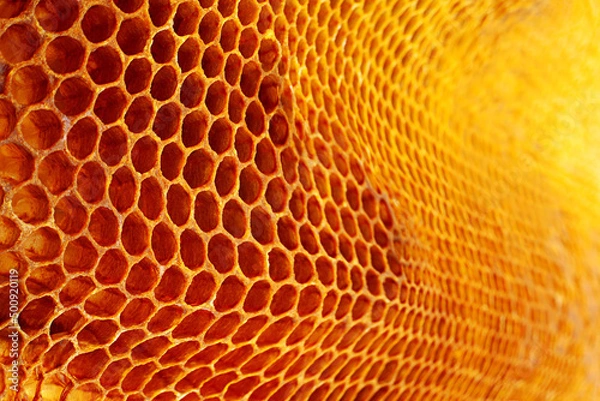 Obraz Yellow Honeycomb closeup background