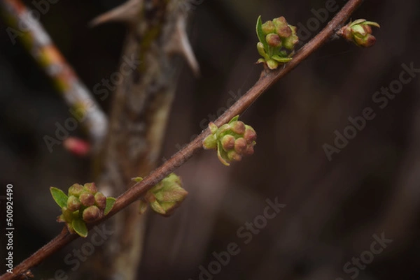Fototapeta flower buds