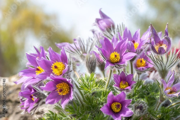 Obraz Pulsatilla vulgaris Küchenschelle Kuhschelle in voller Blüte