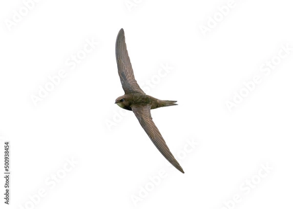 Fototapeta common swift (Apus apus) in flight isolate on white, clipping path. Bird in flight isolate. Element for design, ornithology and wildlife concept.
