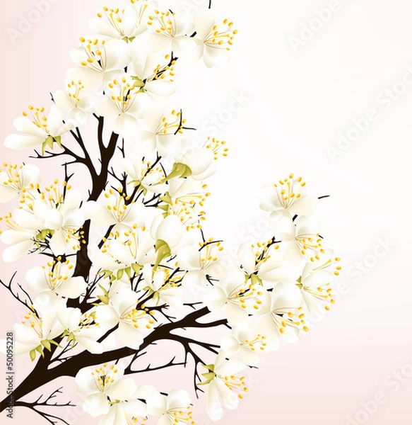 Fototapeta Floral spring vector background with pretty white flowers on che