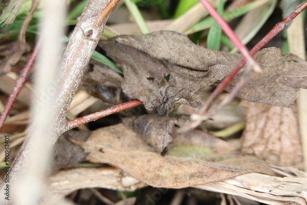 Obraz Birds in the wild