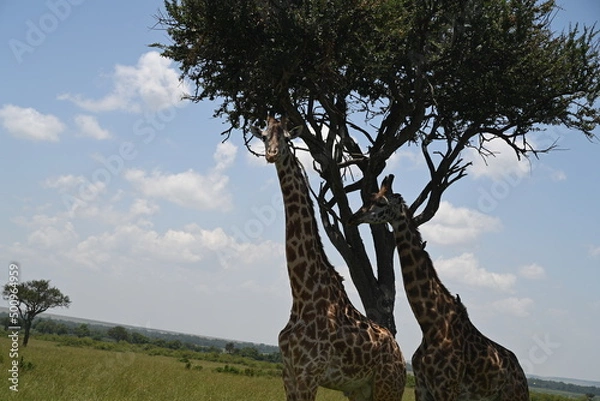 Fototapeta giraffe in the serengeti
