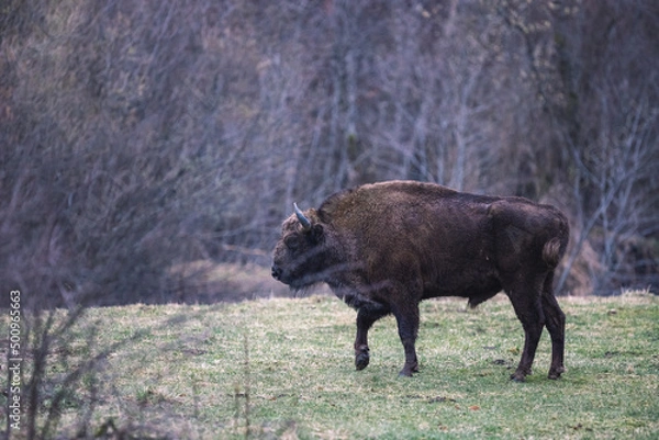 Obraz European bison (Bison bonasus) is standing on meadow near the forest in national park Poloniny