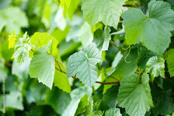 Obraz Unripe grapes with green leaves close up