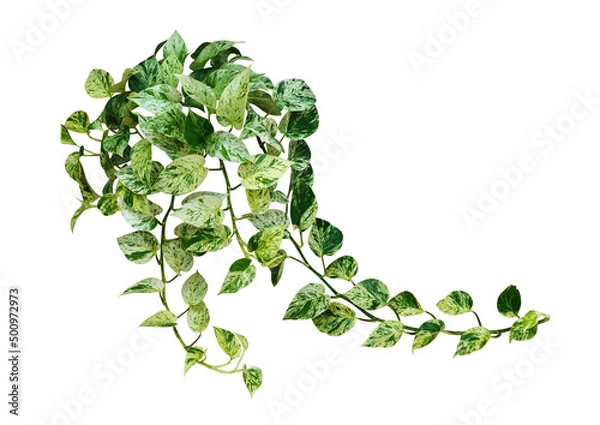 Fototapeta Heart shaped leaves wild climbing vine golden pothos isolated on white background, tropical climbing jungle plant, clipping path included