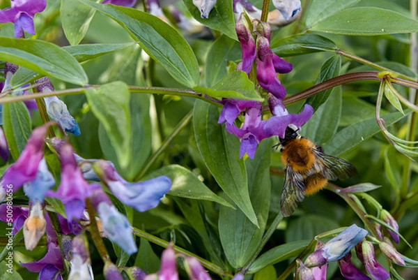 Fototapeta Un bourdon du groupe pascuorum sur Lathyrus vernus (Orobe printanier).