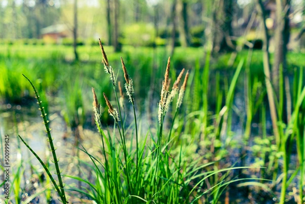 Obraz trawy na mokradłach
