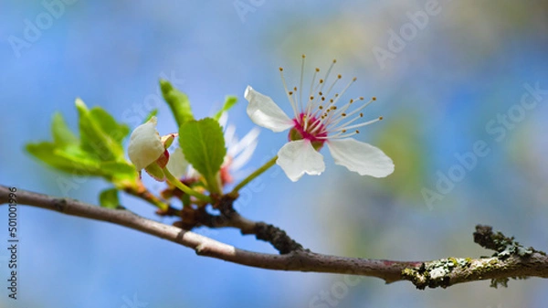 Fototapeta blooming tree