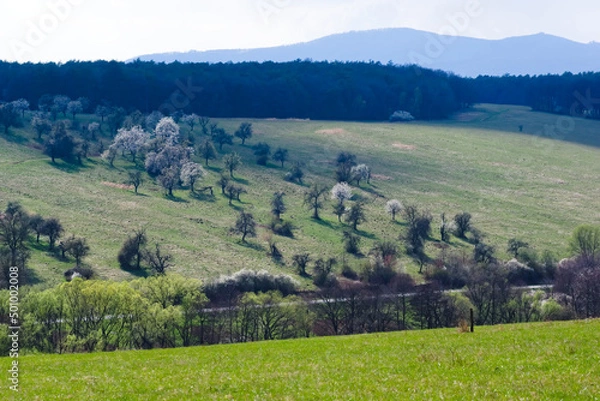 Fototapeta landscape with forest
