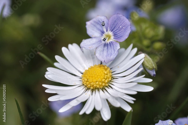 Fototapeta Closeup of daisy flower (Bellis perennis) and birdeye speedwell (Veronica persica). Blooming Persian speedwell or common field-speedwell with leaves. Detail of english daisy (bruisewort). 