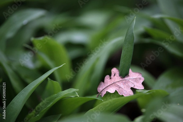 Fototapeta Leaves of wild cowleek growing through a fallen oak leaf. Selective focus of oak leaf with buckrams leaves (Allium ursinum) known as wild garlic or ramsons. 
