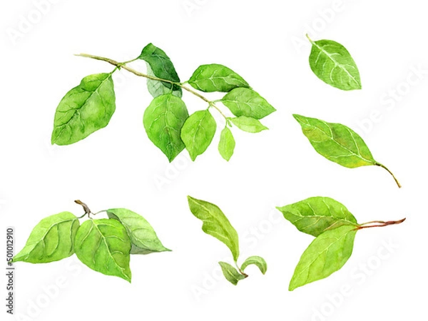 Obraz Set of green leaves. Watercolor botanical illustration