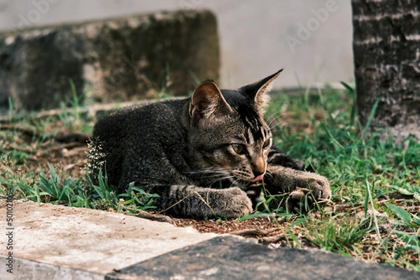 Obraz Cat on the sideroad