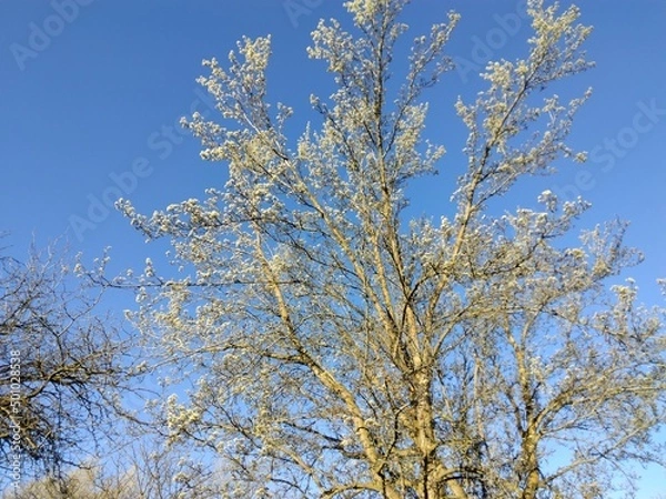 Fototapeta tree in spring