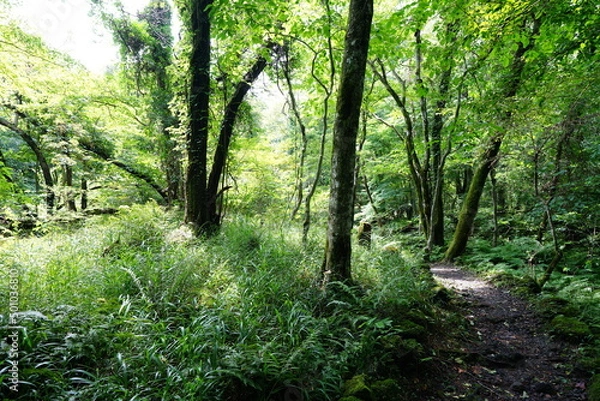 Fototapeta refreshing summer forest with sunlight