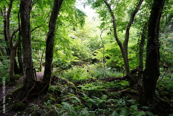 Fototapeta dense summer forest with fern and moss