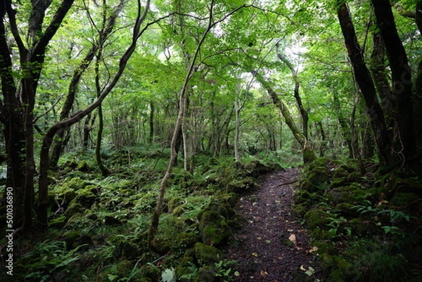 Fototapeta fine pathway through mossy rocks and old trees
