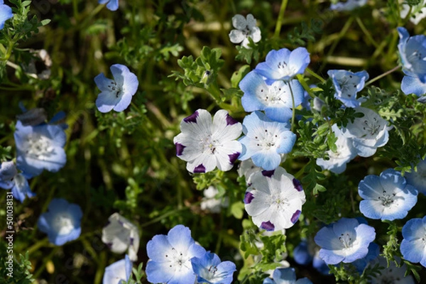 Obraz ネモフィラ・マキュラータ