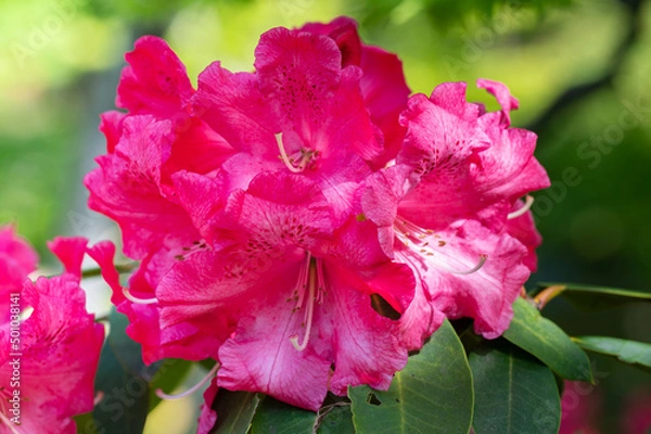 Obraz シャクナゲ