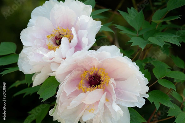 Obraz 薄ピンクの牡丹