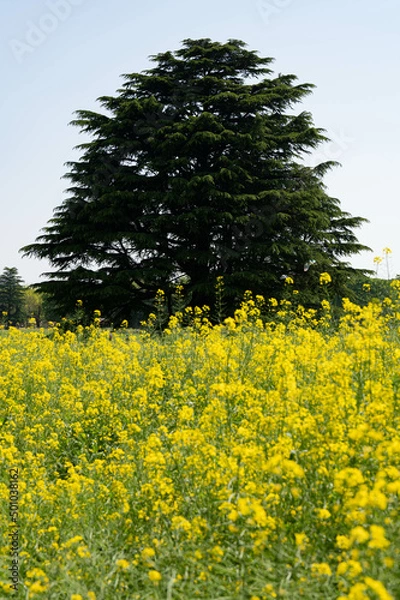 Obraz 菜の花畑と木