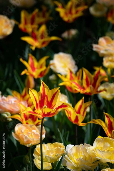 Obraz ファイヤーワークス