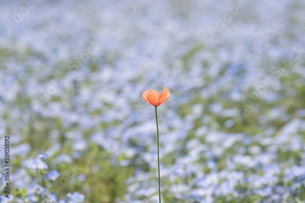 Obraz ネモフィラの中に咲くポピー